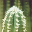 春衣(植物名稱) 春衣(植物名稱)