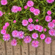 美麗日中花(松葉菊（番杏科多年生肉質常綠草本觀賞植物）)