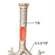 氣管切除術 氣管切除術