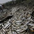 漁業自身污染