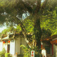 蓮池庵(河婆鎮蓮池庵) 蓮池庵(河婆鎮蓮池庵)
