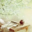 棃花落 棃花落