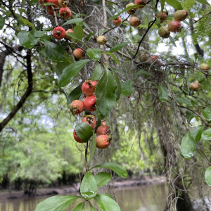 Crataegus aestivalis
