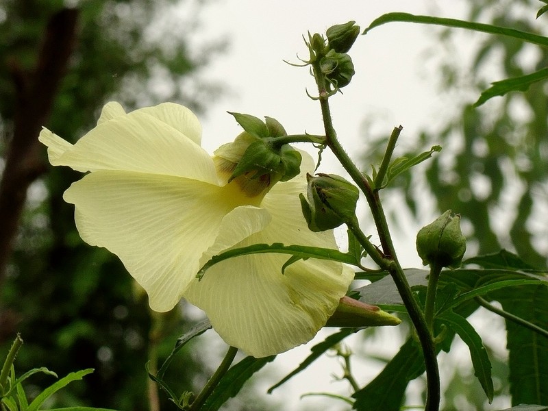 黃蜀葵花