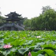 曲苑風荷