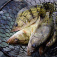 鄂城鱖魚 鄂城鱖魚