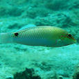 帝汶海豬魚 帝汶海豬魚