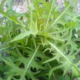 山萵苣(菊目菊科植物) 山萵苣(菊目菊科植物)