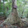 樟葉野桐 樟葉野桐