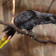 黑色吸蜜鸚鵡指名亞種