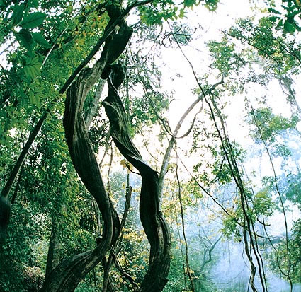 南靖樂土南亞熱帶雨林自然保護區