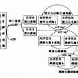 激素調節 激素調節