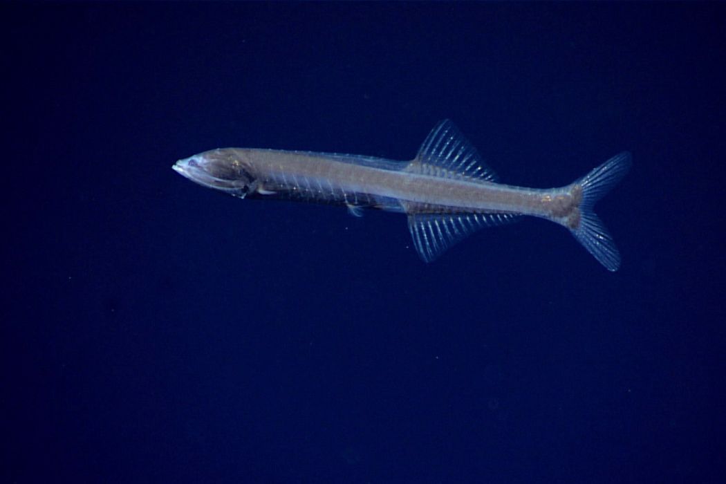 串光魚 串光魚