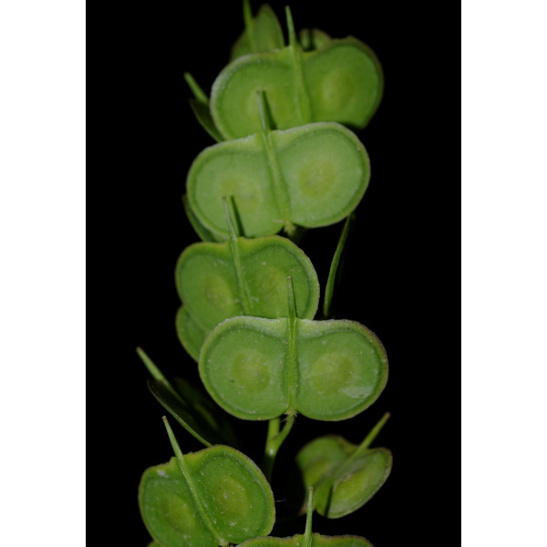 Biscutella brevicalcarata