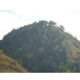 大松林村(雲南會澤縣金鐘鎮下轄村) 大松林村(雲南會澤縣金鐘鎮下轄村)