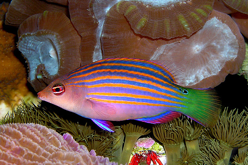 八線狐魚 八線狐魚