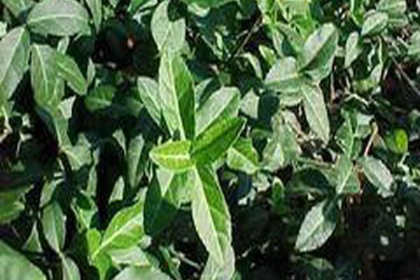 Euonymus fortunei \x27Coloratus\x27 Euonymus fortunei \x27Coloratus\x27