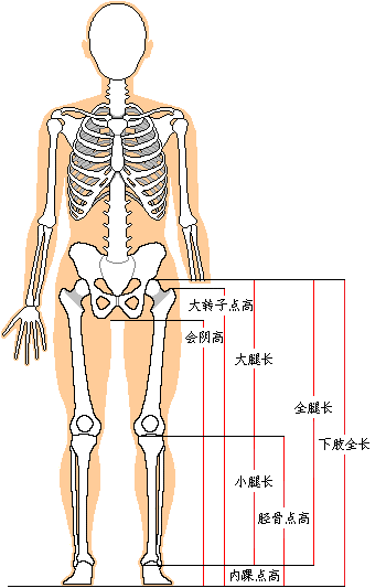 腿身比