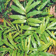 陽春砂(姜科豆蔻屬植物)