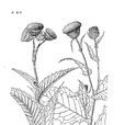 梵淨薊 梵淨薊