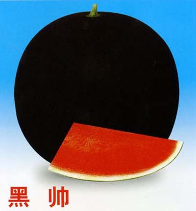 科農黑帥 科農黑帥