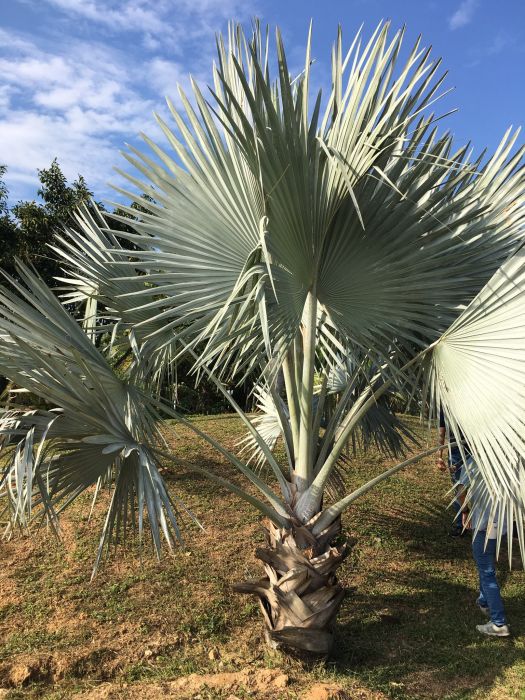 藍棕櫚 藍棕櫚