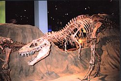 加拿大恐龍博物館恐龍化石標本之一
