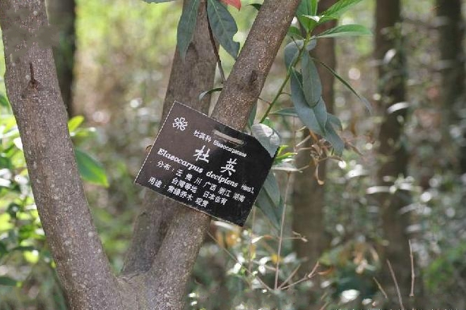 杜英懷化2 杜英懷化2