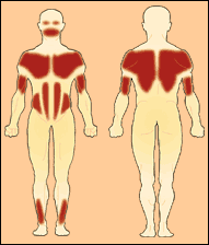 在FSHD中，最易受影響的身體部位。