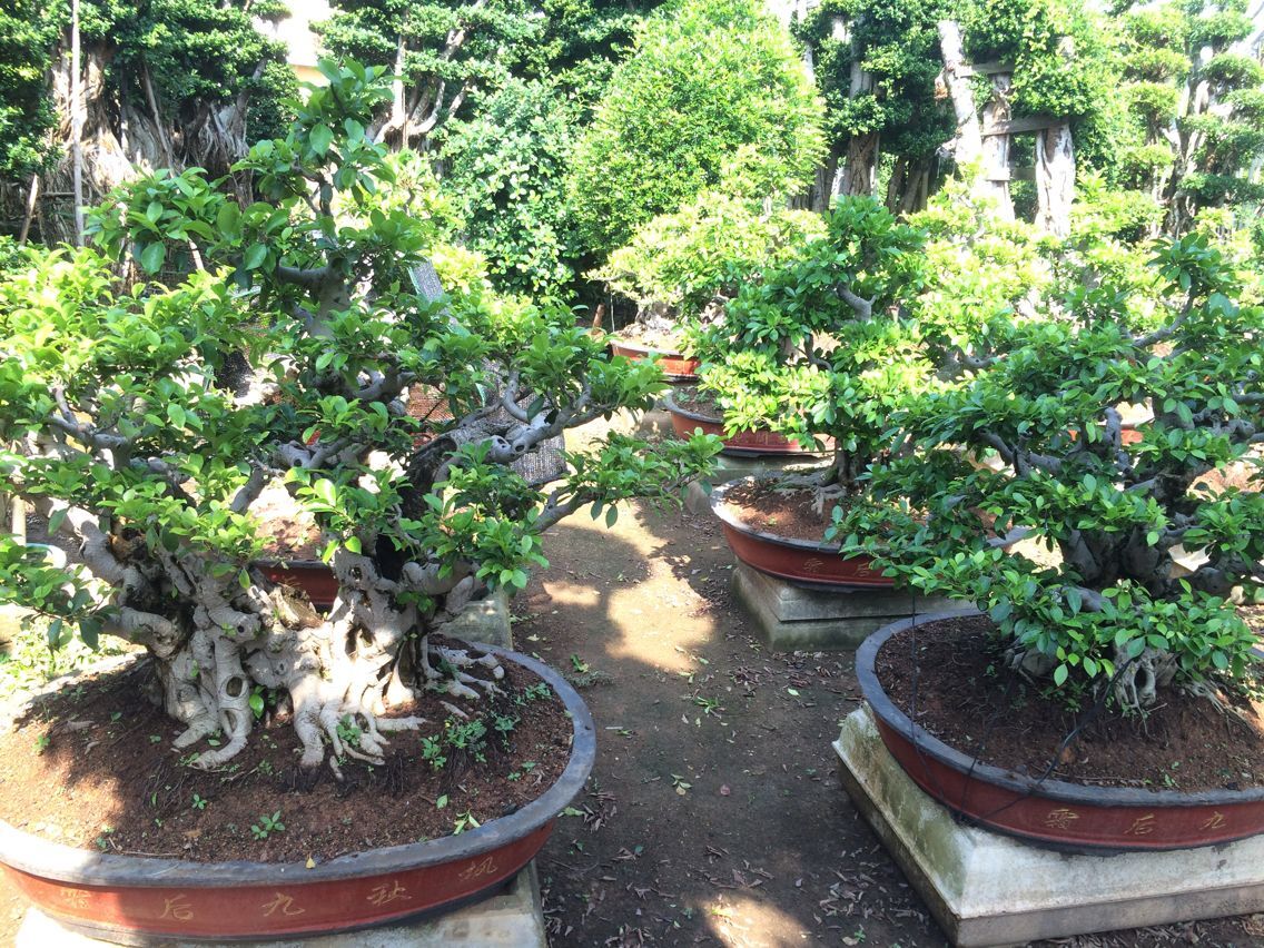 沙西榕樹盆景