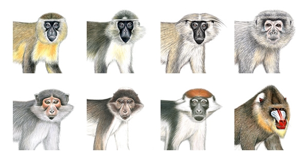七種白眉猴與狒狒