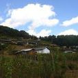 老楊家村 老楊家村