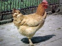 浦東雞Cochin China——母雞
