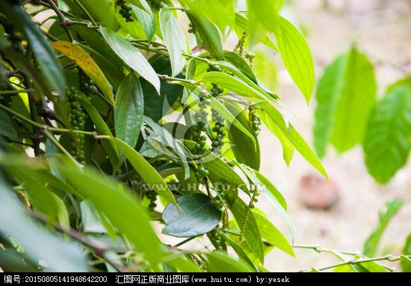 思茅胡椒 思茅胡椒