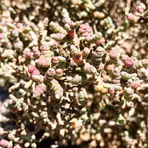 Tecticornia calyptrata