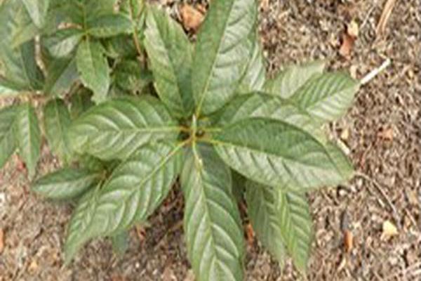 Cephalanthus occidentalis \x27SMCOSS\x27 SUGAR SHACK Cephalanthus occidentalis \x27SMCOSS\x27 SUGAR SHACK