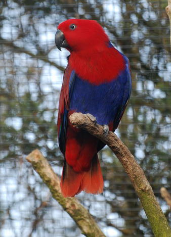紅邊折衷鸚鵡(雌鳥)