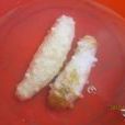 白海參(刺參科動物) 白海參(刺參科動物)