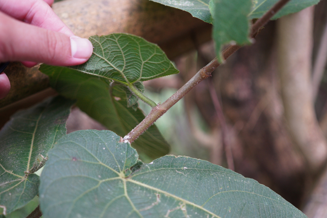 Ficus odorata Ficus odorata