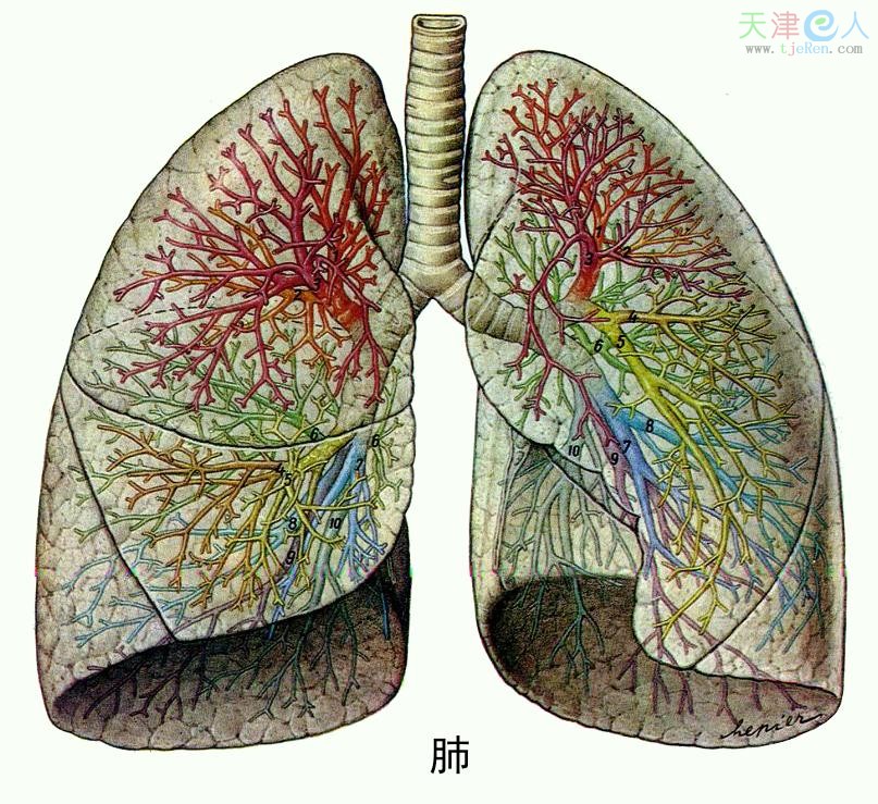 肺腫瘤