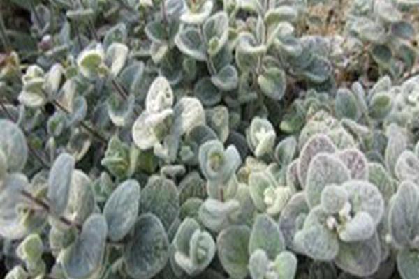 Origanum dictamnus