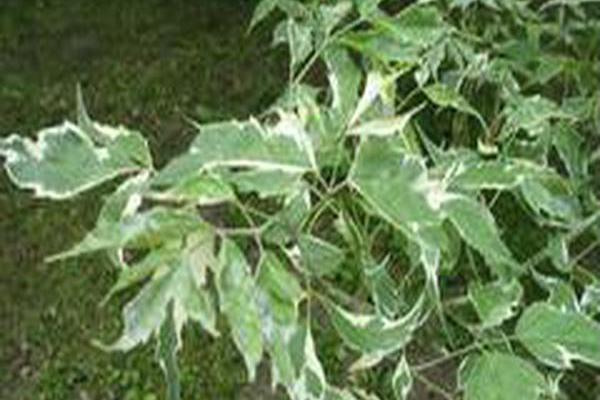 Acer negundo \x27Flamingo\x27 Acer negundo \x27Flamingo\x27