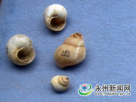道縣玉蟾岩遺址出土的一萬年前的永州喝螺