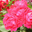 美麗薔薇 美麗薔薇