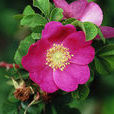 滇邊薔薇 滇邊薔薇