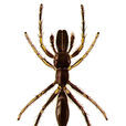 黑褐蟻跳蛛