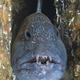 狼魚(鱸形目狼䲁科動物) 狼魚(鱸形目狼䲁科動物)