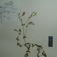 球萼蠅子草 球萼蠅子草