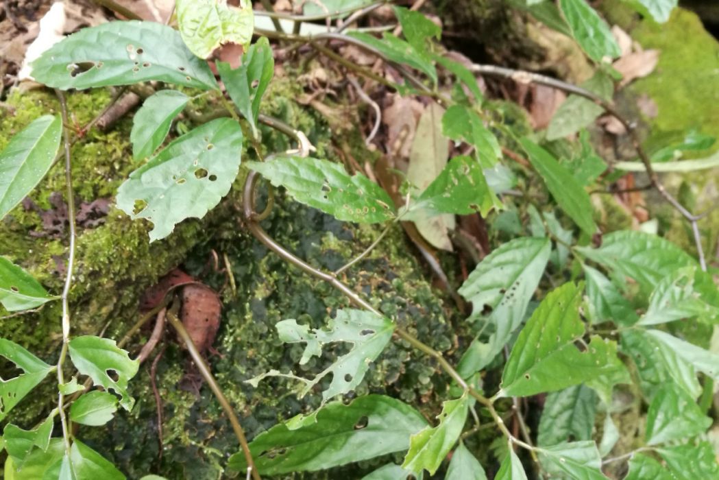 環江樓梯草 環江樓梯草