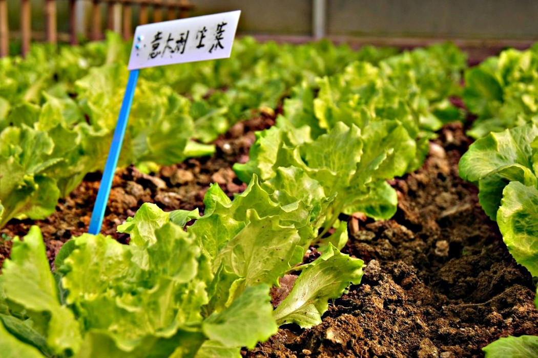 義大利生菜 義大利生菜